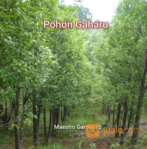 Bibit Kayu Gaharu Tinggi 1 Meter