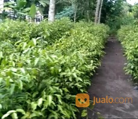 Bibit Kayu Gaharu Tinggi 1 Meter