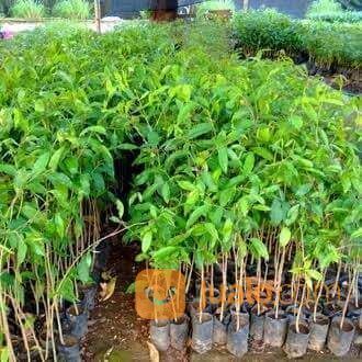Bibit Kayu Gaharu Tinggi 1 Meter