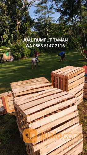 Harga Rumput Manila Per M2 Pacitan
