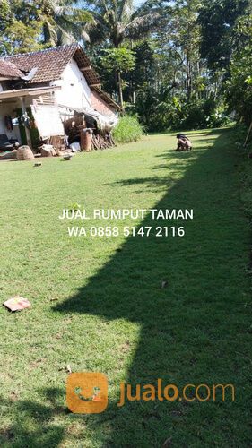 Harga Rumput Manila Per M2 Pacitan