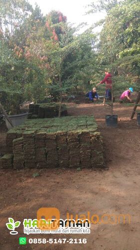 Harga Rumput Jepang Per M2 Bangil