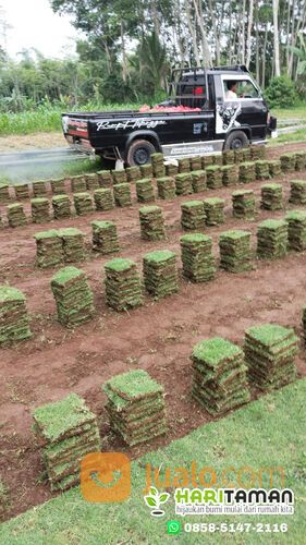 Harga Rumput Jepang Per M2 Bangil
