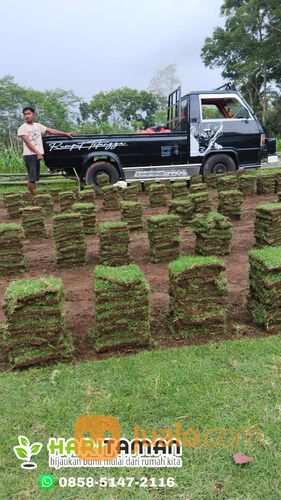 Harga Rumput Jepang Per M2 Bangil