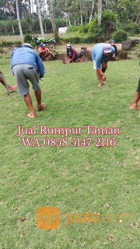 Beli Rumput Jepang Ponorogo Terdekat