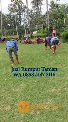 Beli Rumput Jepang Ponorogo Terdekat