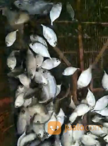 Bibit ikan Giant Travely (GT)/kuwe