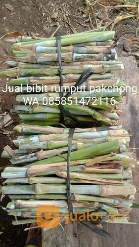 Harga Bibit Rumput Pakchong Ponorogo Perbatang