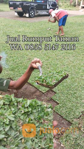 Harga Rumput Gajah Mini Per Meter Ponorogo