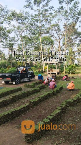 Harga Rumput Gajah Mini Per Meter Ponorogo