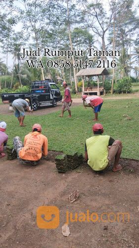 Harga Rumput Gajah Mini Per Meter Ponorogo