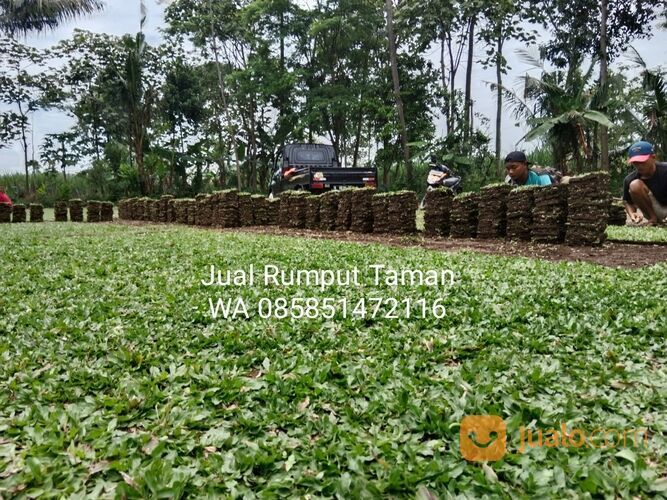 Harga Rumput Gajah Mini Per Meter Ponorogo