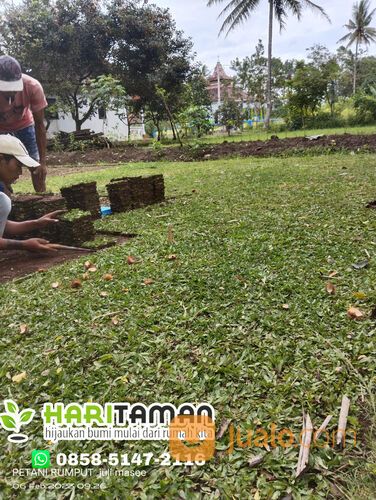 Harga Rumput Gajah Mini Per Meter Ponorogo