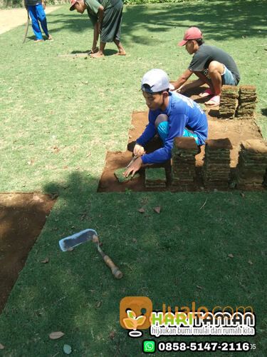Beli Rumput Manila Kraksaan Probolinggo Per Meter