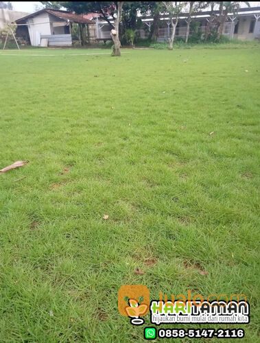 Beli Rumput Manila Kraksaan Probolinggo Per Meter