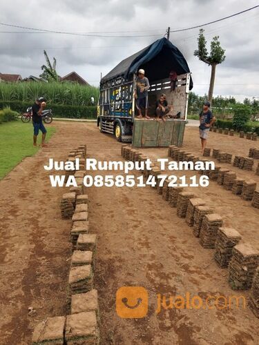 Rumput Lapangan Stadion Termurah Kraksaan Probolinggo