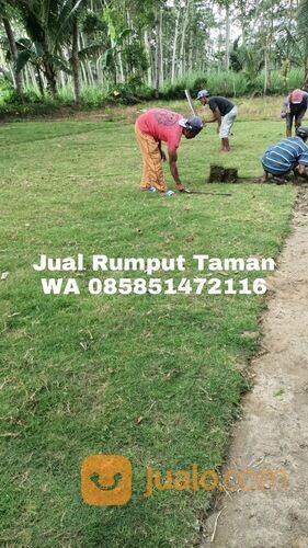 Rumput Lapangan Stadion Termurah Kraksaan Probolinggo