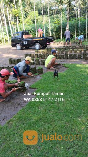 Rumput Manila Situbondo Rumput Hidup Kwalitas No1