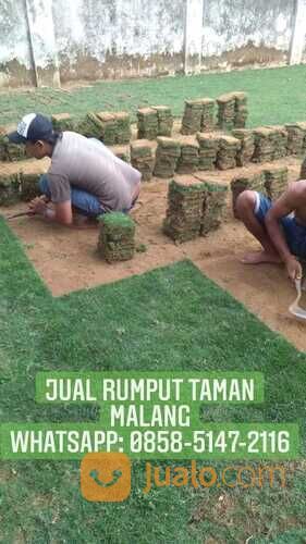 Rumput Manila Situbondo Rumput Hidup Kwalitas No1