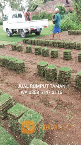Rumput Manila Situbondo Rumput Hidup Kwalitas No1