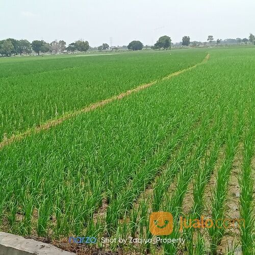 *Termurah* Tanah Sawah produktif pinggir jalan raya - BU