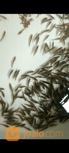 Bibit ikan Kakap Putih Air Tawar