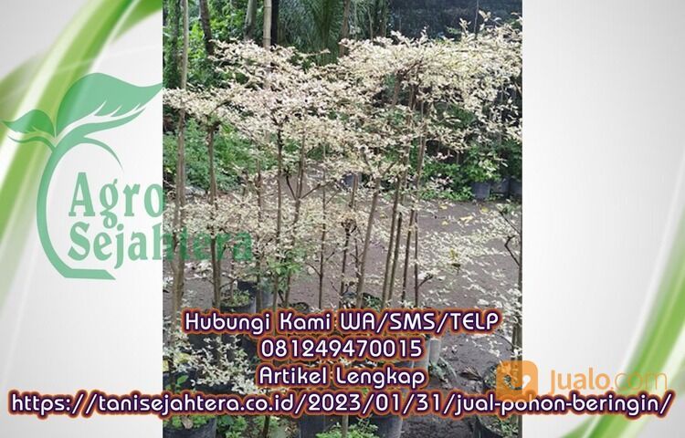 Bibit Ketapang Kencana Kabupaten Gresik 081249470015 Murah