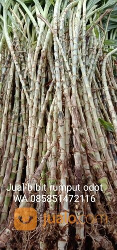 Beli Bibit Rumput Odot Trenggalek Termurah