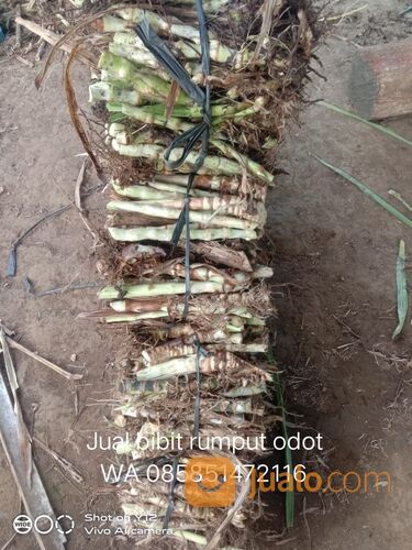 Beli Bibit Rumput Odot Trenggalek Termurah