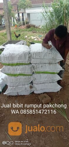 Harga Bibit Rumput Pakchong Tuban Termurah
