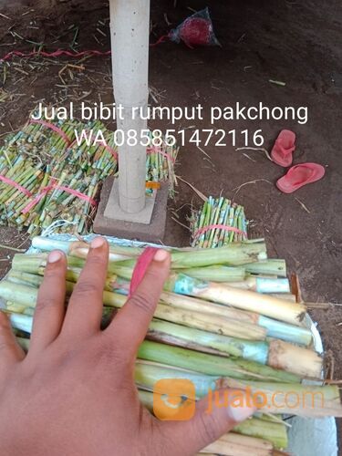 Harga Bibit Rumput Pakchong Tuban Termurah