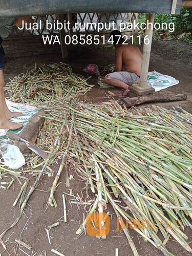 Harga Bibit Rumput Pakchong Tuban Termurah
