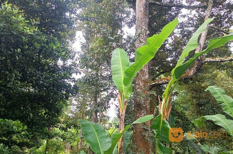Tanah Kebun Durian Jumantono Karanganyar