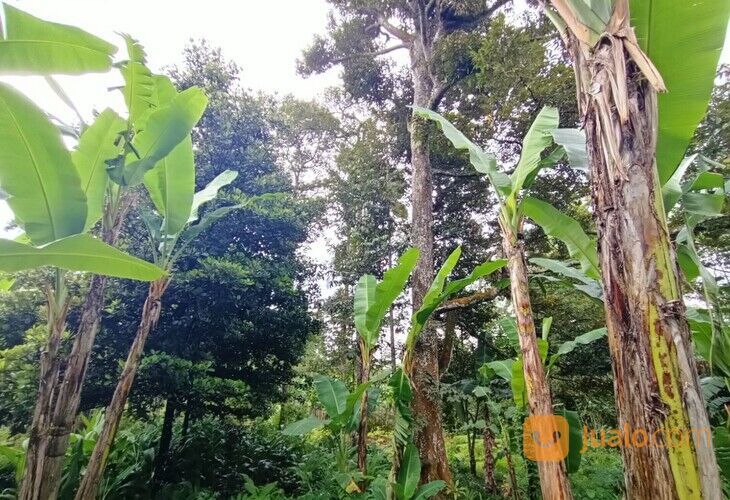 Tanah Kebun Durian Jumantono Karanganyar