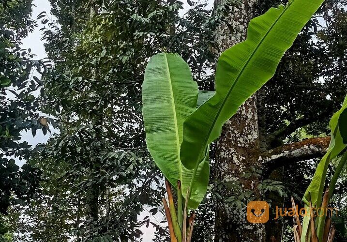Tanah Kebun Durian Jumantono Karanganyar