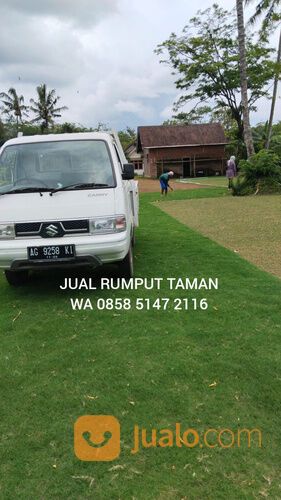 Harga Terbaru Rumput Manila Tulungagung Siap Kirim Dan Tanam