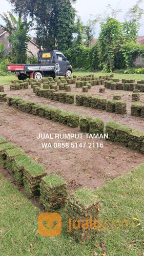 Harga Terbaru Rumput Manila Tulungagung Siap Kirim Dan Tanam