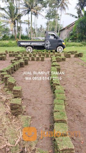 Harga Terbaru Rumput Manila Tulungagung Siap Kirim Dan Tanam