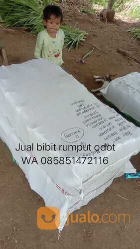 Bibit Rumput Odot Tulungagung Termurah
