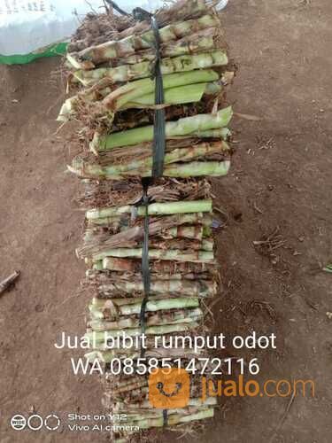 Bibit Rumput Odot Tulungagung Termurah