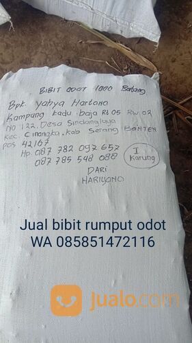 Bibit Rumput Odot Tulungagung Termurah
