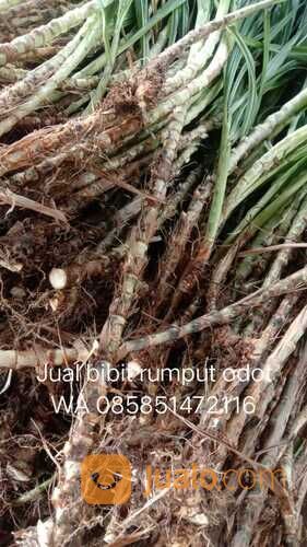 Bibit Rumput Odot Tulungagung Termurah