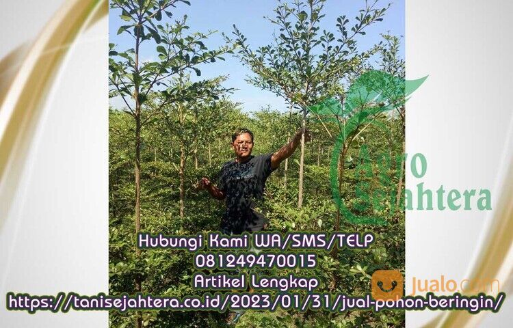 Ketapang Kencana Tinggi 4 Meter Probolinggo Hub 081249470015
