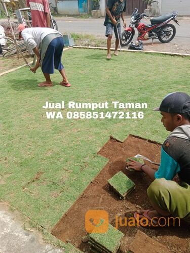 Beli Rumput Jepang Tulungagung Termurah