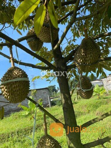 KEBUN DURIAN PURWODADI LAWANG GMK01875