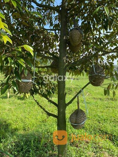 KEBUN DURIAN PURWODADI LAWANG GMK01875