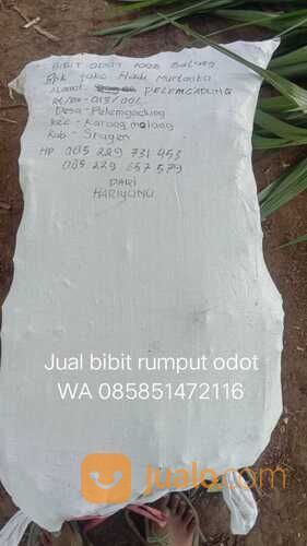 Harga Bibit Rumput Odot Tulungagung Termurah