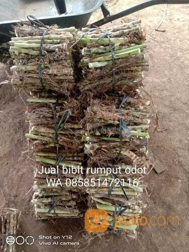 Harga Bibit Rumput Odot Tulungagung Termurah