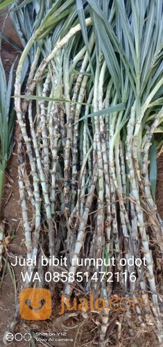 Harga Bibit Rumput Odot Tulungagung Termurah