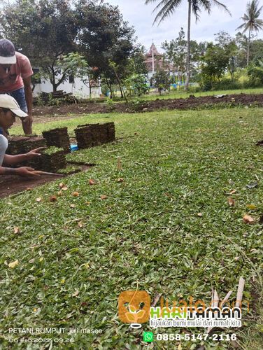 Jasa Tanam Rumput Gajah Mini Batu